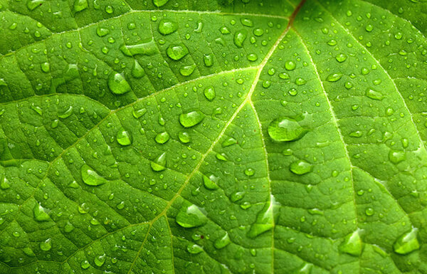 QUARTO CHAKRA – ANAHATA